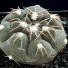 Gymnocalycium_ferrarii_1